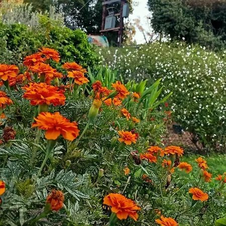 Venetton Garden House Corfu Διαμέρισμα