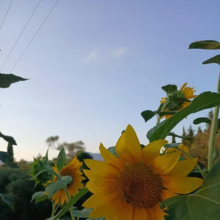 Venetton Garden House Corfu شقة جوفيا